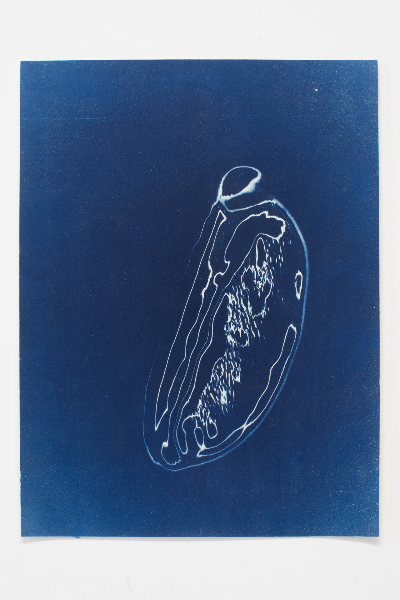 010B, Cyanotype on paper, 16x12
