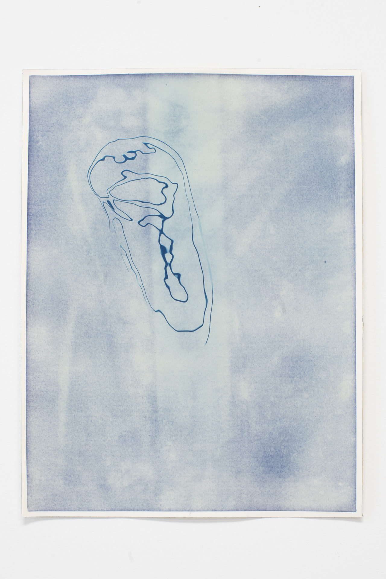 020D, Cyanotype on paper, 16x12