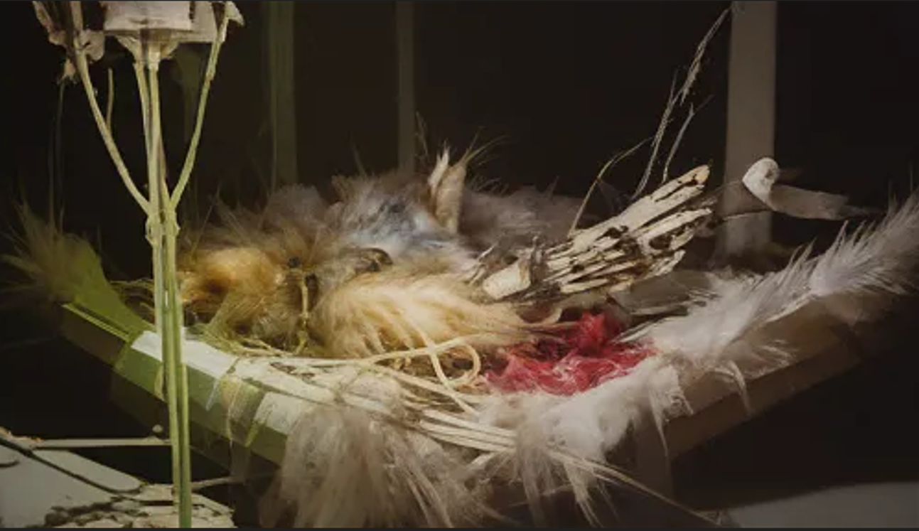 Metamorphic Hunt Metamorphic Hunt